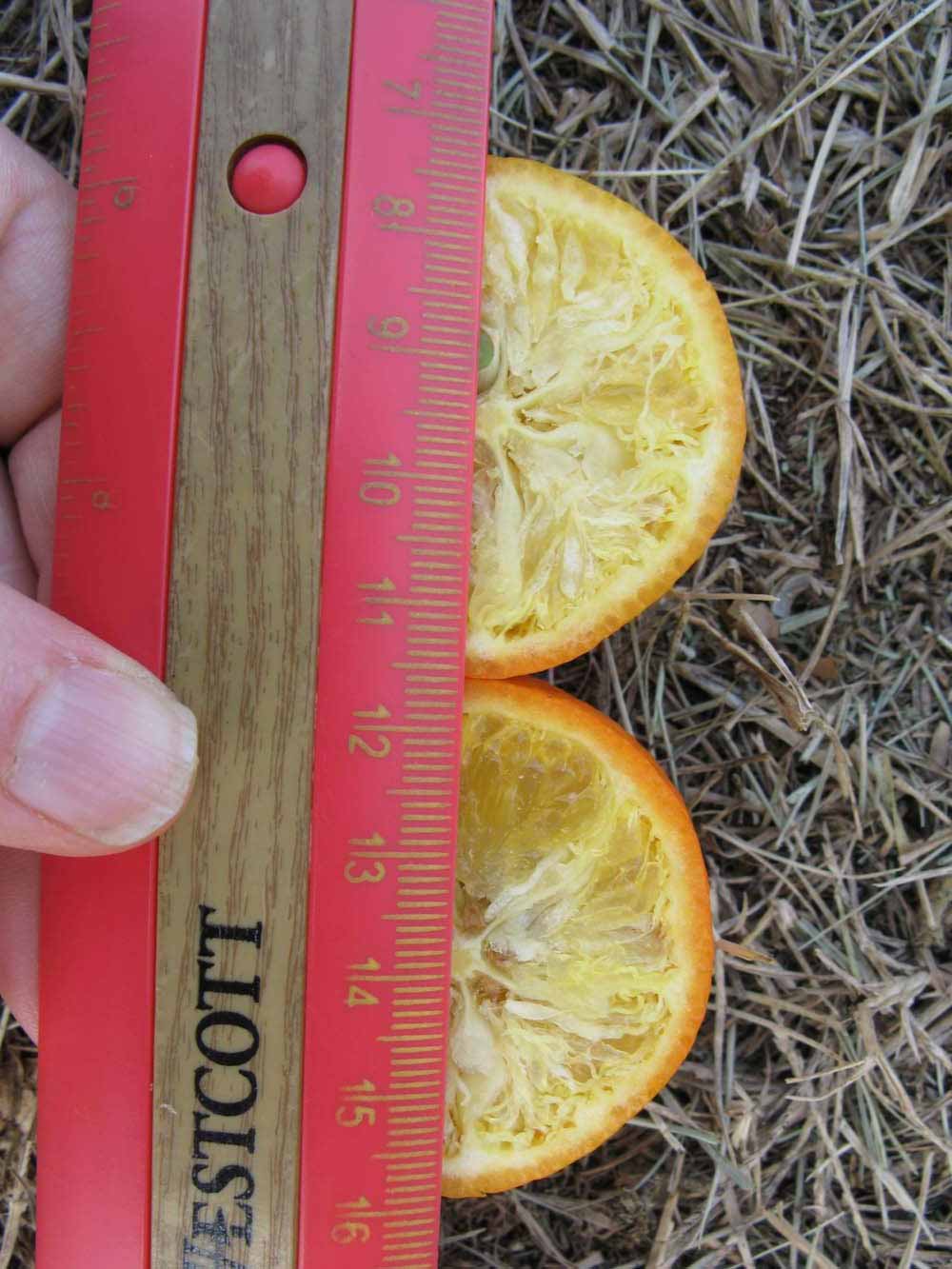            Fruit cross-section (Winter Haven, FL)   